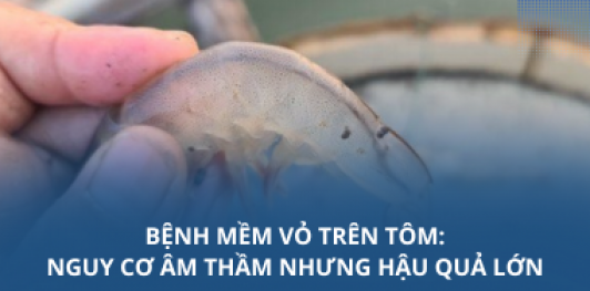 Bệnh mềm vỏ trên tôm: Nguy cơ âm thầm nhưng hậu quả lớn